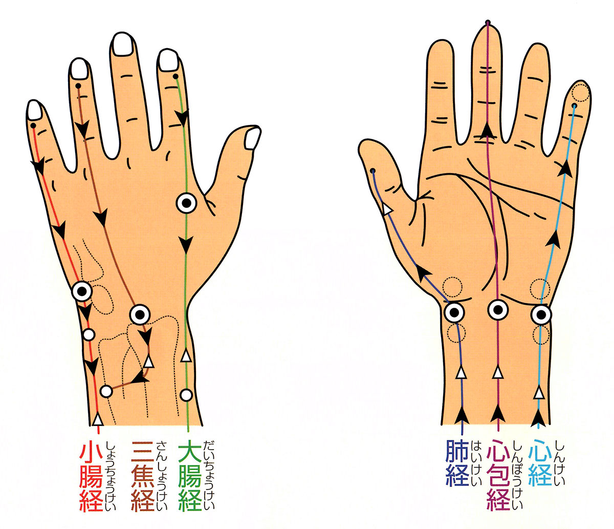 手の指につながる6つの経路1